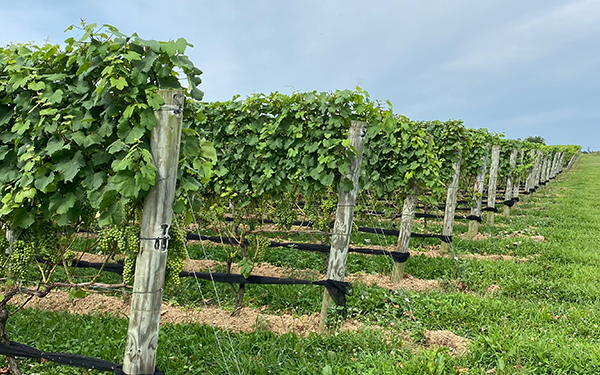 Suhru Wines | North Fork of Long Island | Vineyard