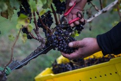 Hand Harvesting Red Wine Grapes