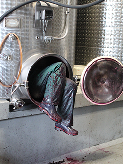 Digging out a Red Fermentor at Suhru Wines