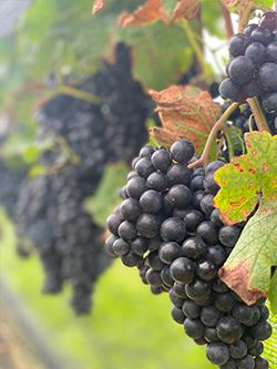 Merlot Grapes on the Vine | Suhru Wines
