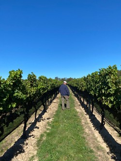 Winemaker Russell Hearn, walking the vineyard