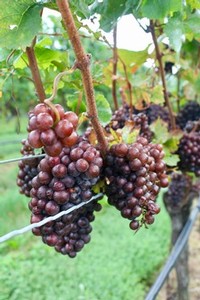 Pinot Grigio grape clusters