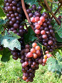 Pinot Grigio Grapes