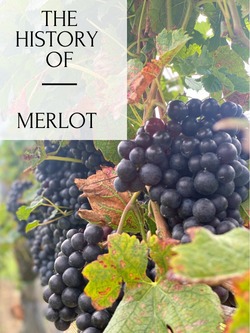 Suhru Wines Blog | History of Merlot